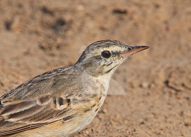 Duinpieper; Tawny Pipit stock-image by Agami/Markus Varesvuo,