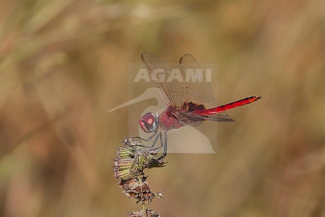 Mannetje Urothemis assignata, Male Red Basker stock-image by Agami/Wil Leurs,
