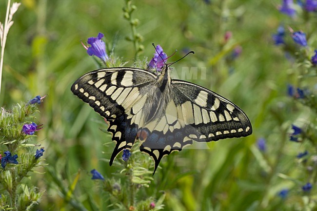 Koninginnepage op Slangenkruid; Swallowtail on Vipers bugloss stock-image by Agami/Arnold Meijer,