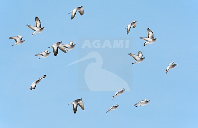Holenduif in de vlucht; Stock Dove in flight stock-image by Agami/Markus Varesvuo,