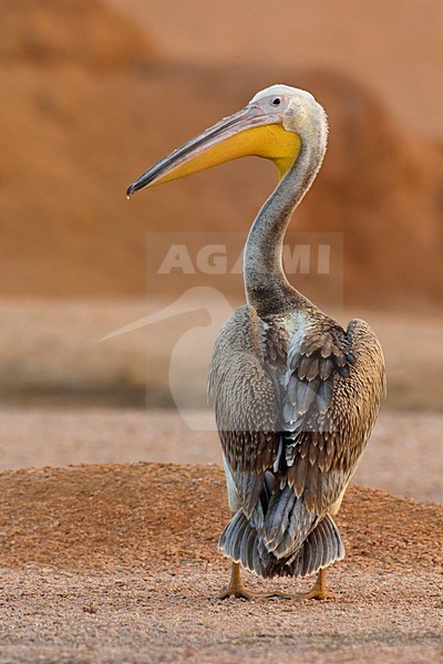 Juveniele Roze Pelikaan; Juvenile Great White Pelican stock-image by Agami/Daniele Occhiato,