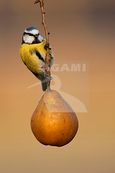 Pimpelmees zittend op een peer, Blue Tit perched on a pear stock-image by Agami/Wil Leurs,