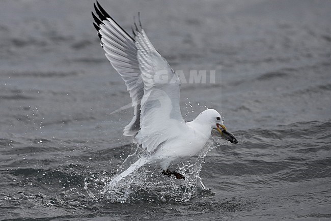 Drieteenmeeuw; Black-legged Kittiwake, Rissa tridactyla stock-image by Agami/Jari Peltomäki,