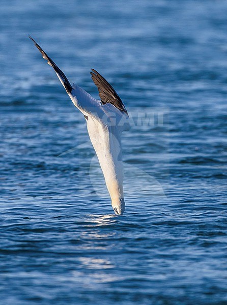 Adult Northern Gannet, Morus bassanus, in Italy. Diving for fish. stock-image by Agami/Daniele Occhiato,