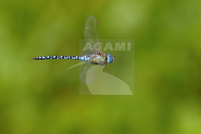 Vliegende imago Zuidelijke glazenmaker; Flying adult Southern Migrant Hawker; Flying adult Blue-eyed Hawker stock-image by Agami/Fazal Sardar,