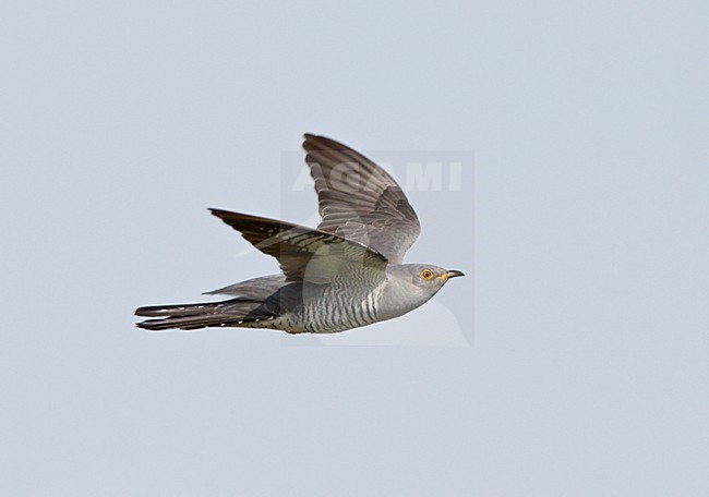 Vliegende Koekoek; Flying Common Cuckoo. stock-image by Agami/Ran Schols,