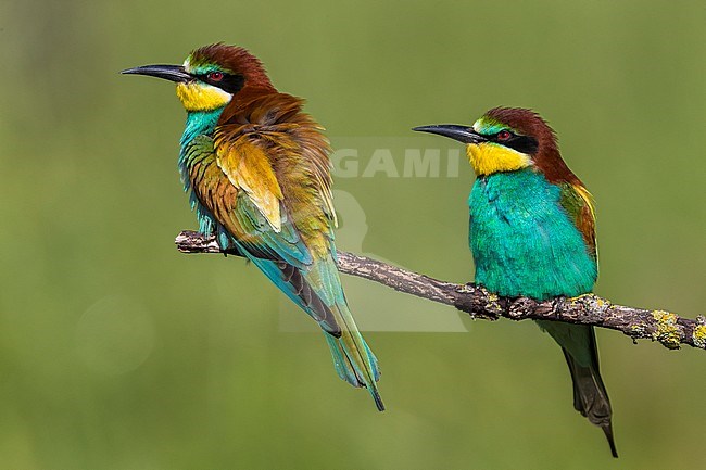 Europese Bijeneter; European Bee-eater stock-image by Agami/Daniele Occhiato,