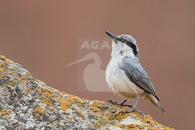 Eastern Rock Nuthatch - Klippenkleiber - Sitta tephronota ssp. tephronota, Kyrgyzstan, adult stock-image by Agami/Ralph Martin,