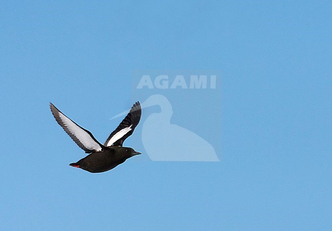 Adult Arctic Black Guillemot (Cepphus grylle) flying over the pack ice of Svalbard, Arctic Norway. stock-image by Agami/Marc Guyt,