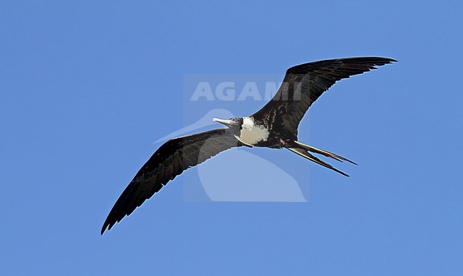 Amerikaanse fregatvogel, Magnificent Frigatebird, Fregata magnificens stock-image by Agami/Pete Morris,