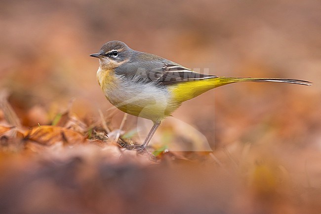 Grey Wagtail (Motacilla cinerea) in Italy. stock-image by Agami/Daniele Occhiato,