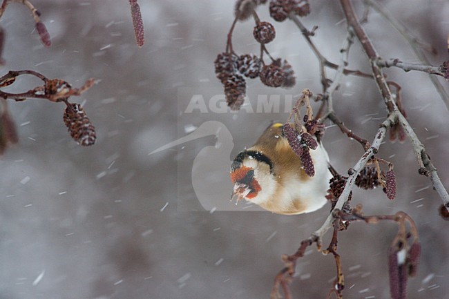 Putter foeragerend in sneeuwbui; European Goldfinch foraging in blizzard stock-image by Agami/Menno van Duijn,