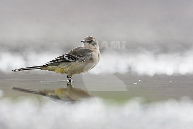 First-winter Grey-headed Wagtail (Motacilla thunbergi) during autumn migration in Finland. stock-image by Agami/Arto Juvonen,