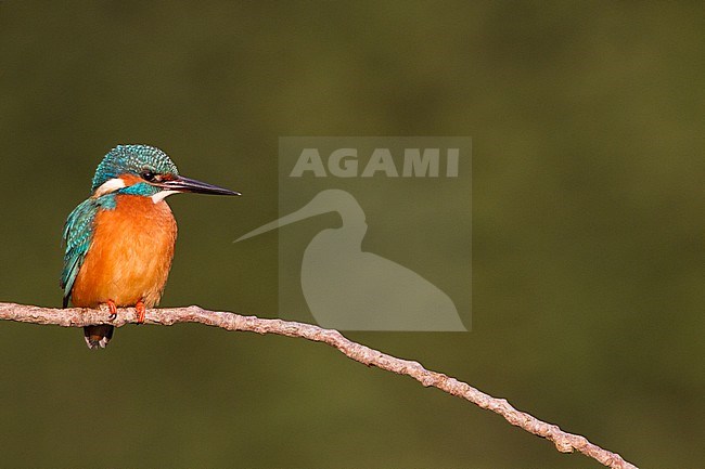 Common Kingfisher; Alcedo atthis stock-image by Agami/Menno van Duijn,