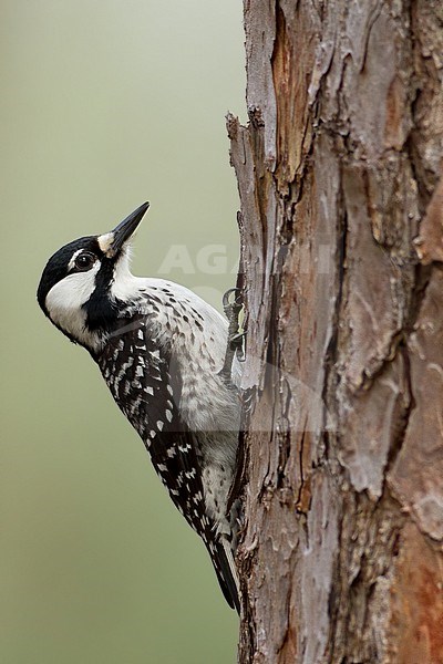 Red-cockaded Woodpecker (Picoides borealis) perched at a tree stock-image by Agami/Dubi Shapiro,