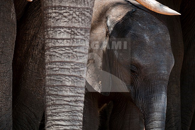 An African elephant calf, Loxodonta africana, protected by his mother. Chobe National Park, Botswana. stock-image by Agami/Sergio Pitamitz,