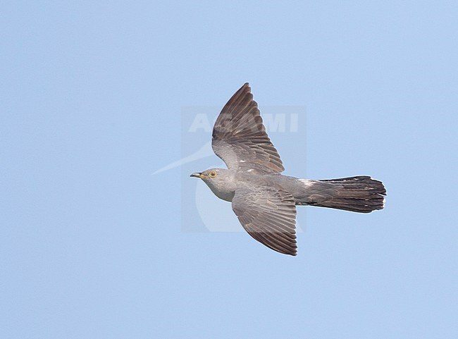 Oriental Cuckoo - Hopfkuckuck - Cuculus saturatus ssp. optatus, Russia, adult male stock-image by Agami/Ralph Martin,