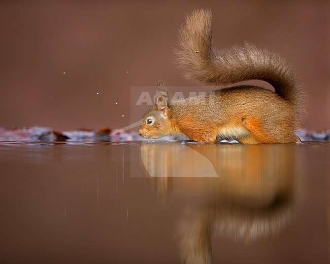 Eekhoorn met spiegelbeeld in water, Red Squirrel with reflection in water stock-image by Agami/Danny Green,