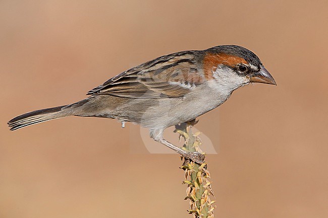 Iago Sparrow, Male, Santiago, Cape Verde (Passer iagoensis) stock-image by Agami/Saverio Gatto,