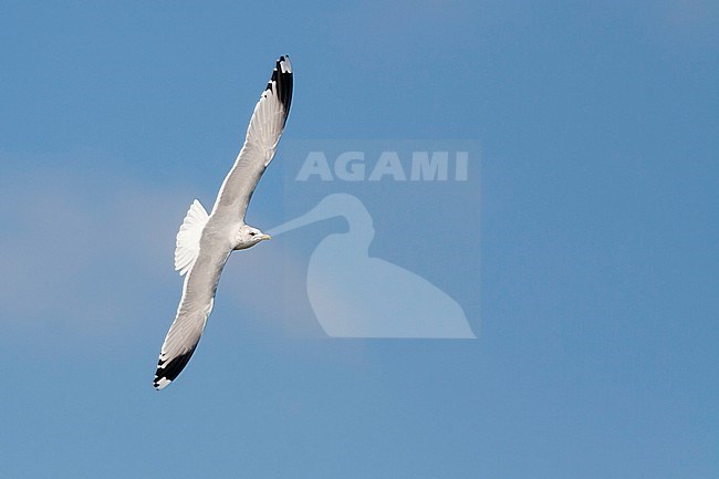 Common Gull - Sturmmöwe - Larus canus ssp. canus, Germany, adult stock-image by Agami/Ralph Martin,