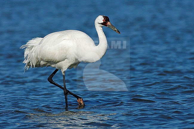 Adult
Aransas Co., TX
January 2009 stock-image by Agami/Brian E Small,