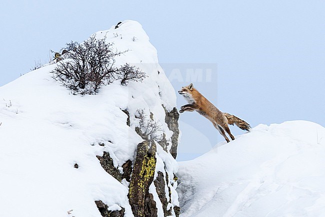 Vos springend op besneeuwde heuvel; Red Fox jumping at snow-covered hill stock-image by Agami/Caroline Piek,