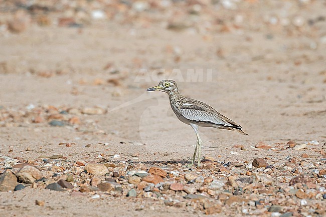 Senegal Thick-knee (Burhinus senegalensis) in Cameroon. stock-image by Agami/Pete Morris,