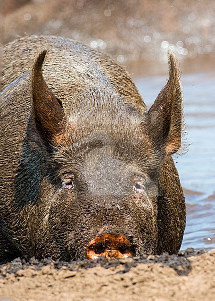 Vrije uitloop varken; Domestic Pig stock-image by Agami/Hans Germeraad,