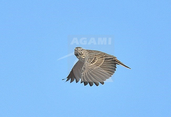 Flying Thekla Lark (Galerida theklae) in Portugal. stock-image by Agami/Laurens Steijn,