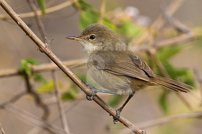 Cape Verde Warbler (Acrocephalus brevipennis) stock-image by Agami/Daniele Occhiato,