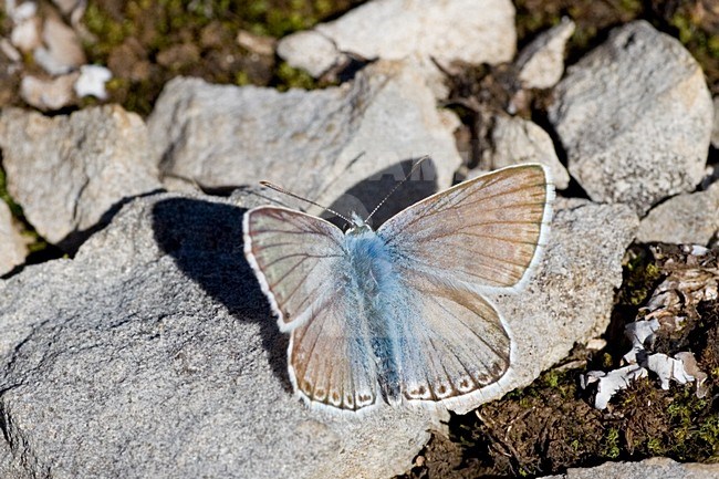 Bleek blauwtje, Chalk-hill Blue stock-image by Agami/Bas Haasnoot,