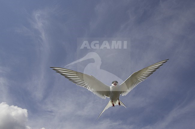 Arctic Tern adult flying; Noordse Stern volwassen vliegend stock-image by Agami/Jari Peltomäki,