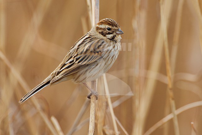 Vrouwtje Rietgors; Female Common Reed Bunting stock-image by Agami/Daniele Occhiato,