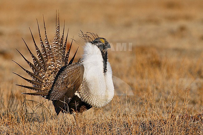 Adult male in display
Mono Co., CA
March 2007 stock-image by Agami/Brian E Small,