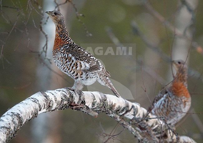 Twee vrouwtjes Auerhoen op berken tak, Two female Capercaillie on birch branch stock-image by Agami/Markus Varesvuo,