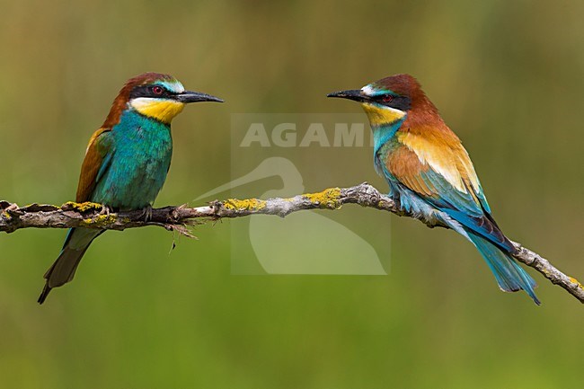 Bijeneter, European Bee-eater, Merops apiaster stock-image by Agami/Daniele Occhiato,