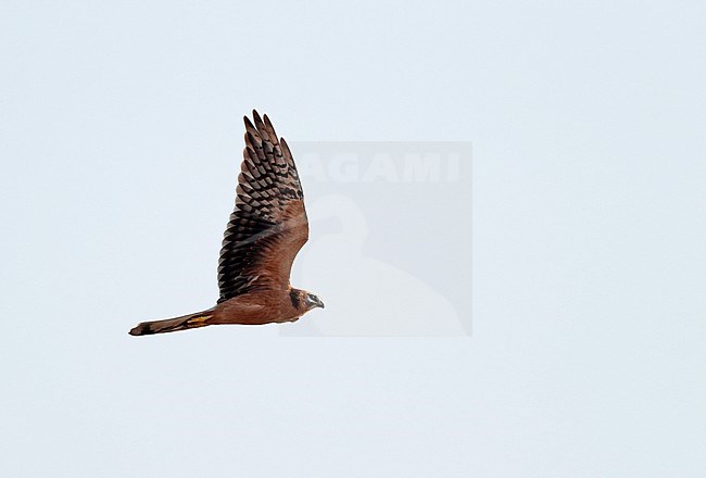 First-winter Pallid Harrier (Circus macrourus) migrating over Limburg in the Netherlands. stock-image by Agami/Ran Schols,