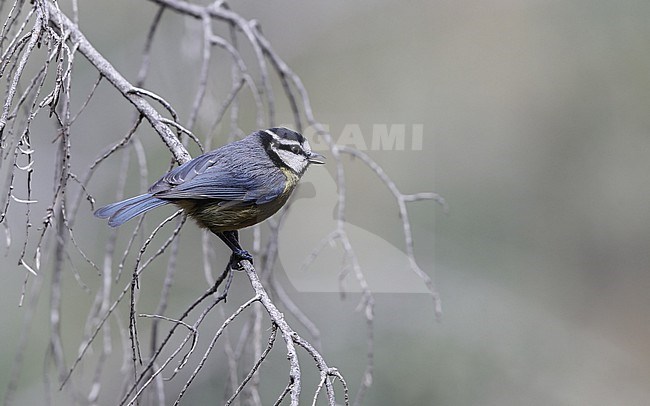 African Blue Tit (Cyanistes teneriffae teneriffae) in Tenerife, Canary Islands stock-image by Agami/Helge Sorensen,