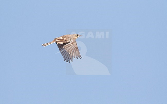 Tawny Pipit (Anthus campestris) during autumn migration in Cape Kaliakra, along the Bulgarian Black sea coast. stock-image by Agami/Marc Guyt,