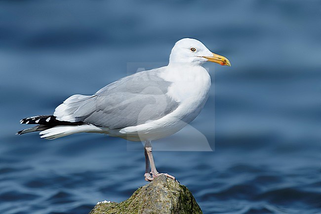 Adult American Herring Gull (Larus smithsonianus) standing on a rock at the edge of the sea.
Ocean Co., N.J.
March 2017 stock-image by Agami/Brian E Small,