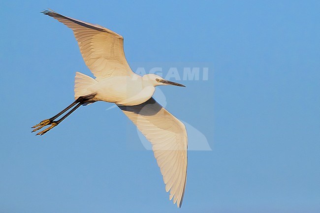 Little Egret (Egretta garzetta), adult in flight seen from below stock-image by Agami/Saverio Gatto,