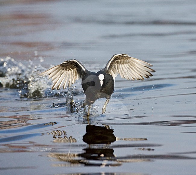 Meerkoet rennend over het water; Eurasian Coot running over water stock-image by Agami/Marc Guyt,
