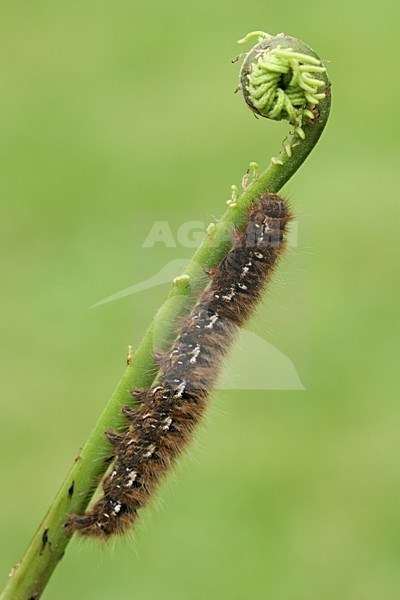 Hageheld rups op varenblad, Oak Eggar caterpillar on fern leaf stock-image by Agami/Menno van Duijn,
