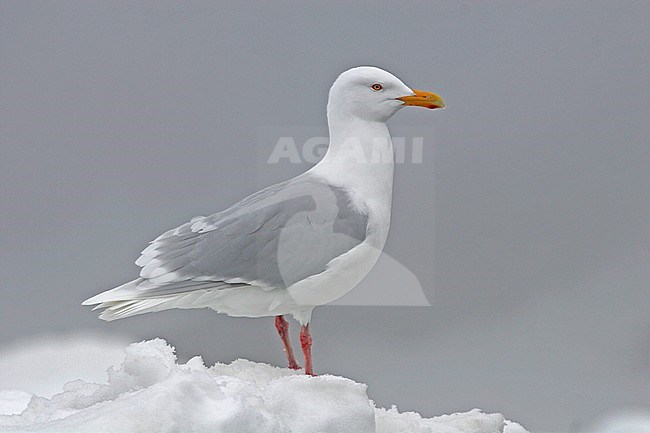 Adult summer Glaucous Gull (Larus hyperboreus) standing on  ice. stock-image by Agami/Pete Morris,