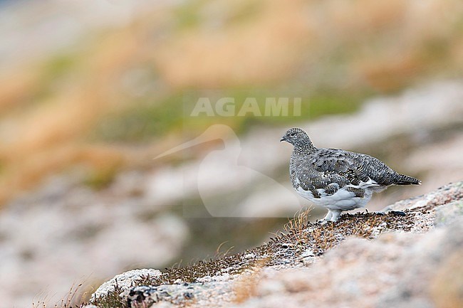 Rock Ptarmigan - Alpenschneehuhn - Lagopus muta ssp. millaisi, Scotland, adult female, summer plumage stock-image by Agami/Ralph Martin,