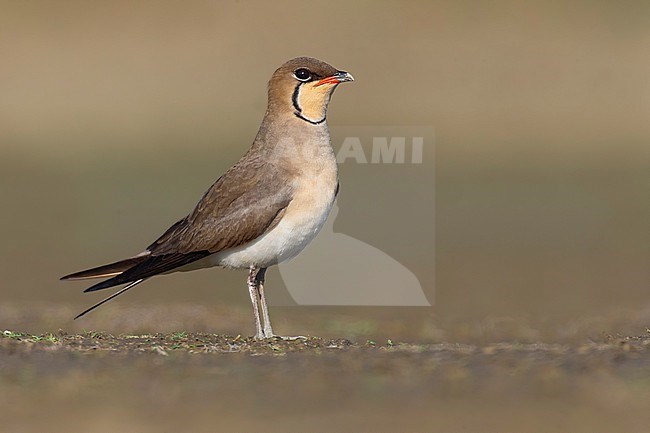 Collared Pratincole, Glareola pratincola, in Italy. stock-image by Agami/Daniele Occhiato,