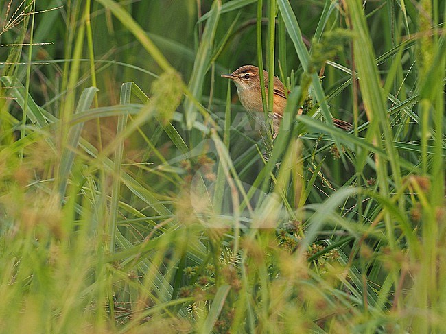 Manchurian reed warbler (Acrocephalus tangorum), Thailand, March, in rice field.  stock-image by Agami/James Eaton,