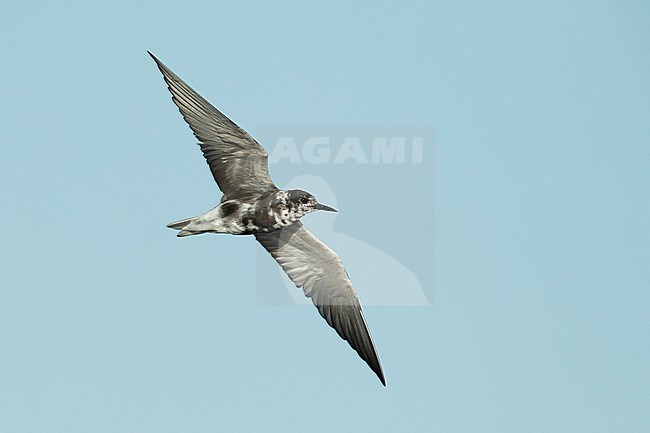 Adult American Black Tern (Chlidonias niger surinamensis) in transition from nonbreeding to breeding plumage.
Flying against blue sky at Galveston County, Texas, in April 2016. stock-image by Agami/Brian E Small,