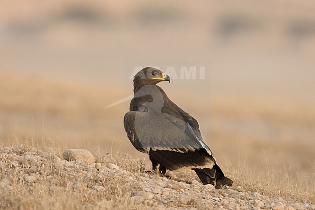 Onvolwassen Steppearend in zit; Immature Steppe Eagle perched stock-image by Agami/Daniele Occhiato,