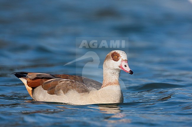 Egyptian Goose, Nijlgans, Alopochen aegyptiaca, France, adult stock-image by Agami/Ralph Martin,